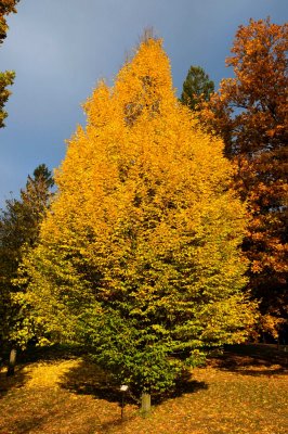 Carpinus betulus 'Columnaris' - habr obecný - celek podzim